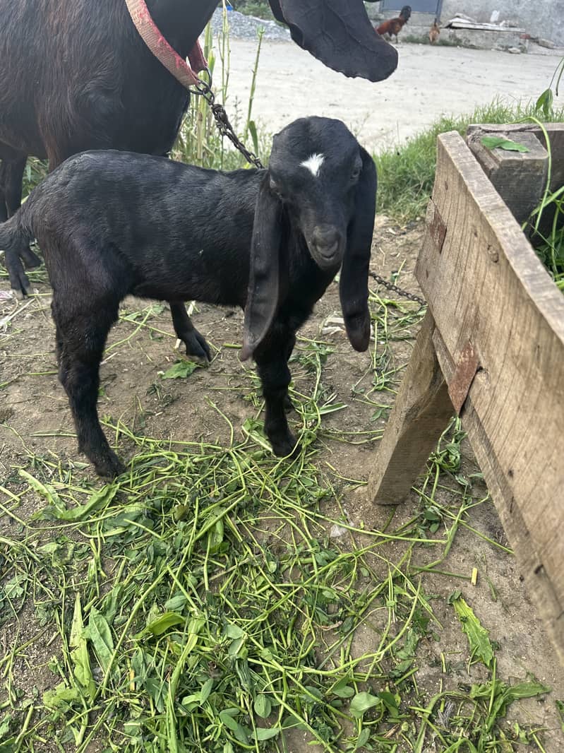 Native goat contact 03224054928 3