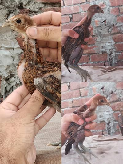 Dragon trio 03204048942