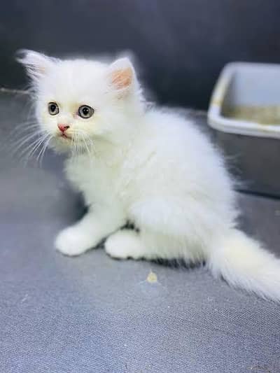 Persian kitten for sale