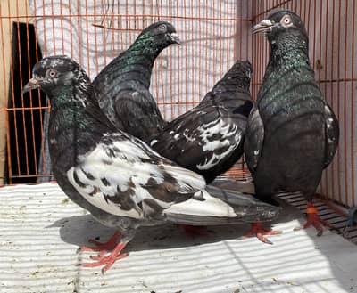 Zakh cheena tow bredr pairs