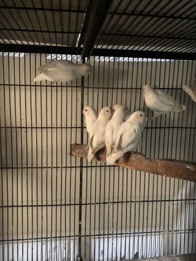 Albino red eye available