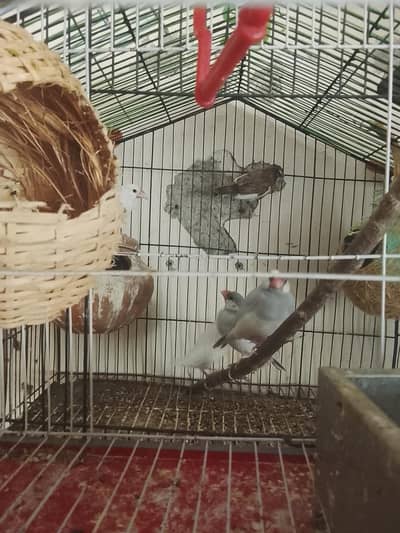 finches