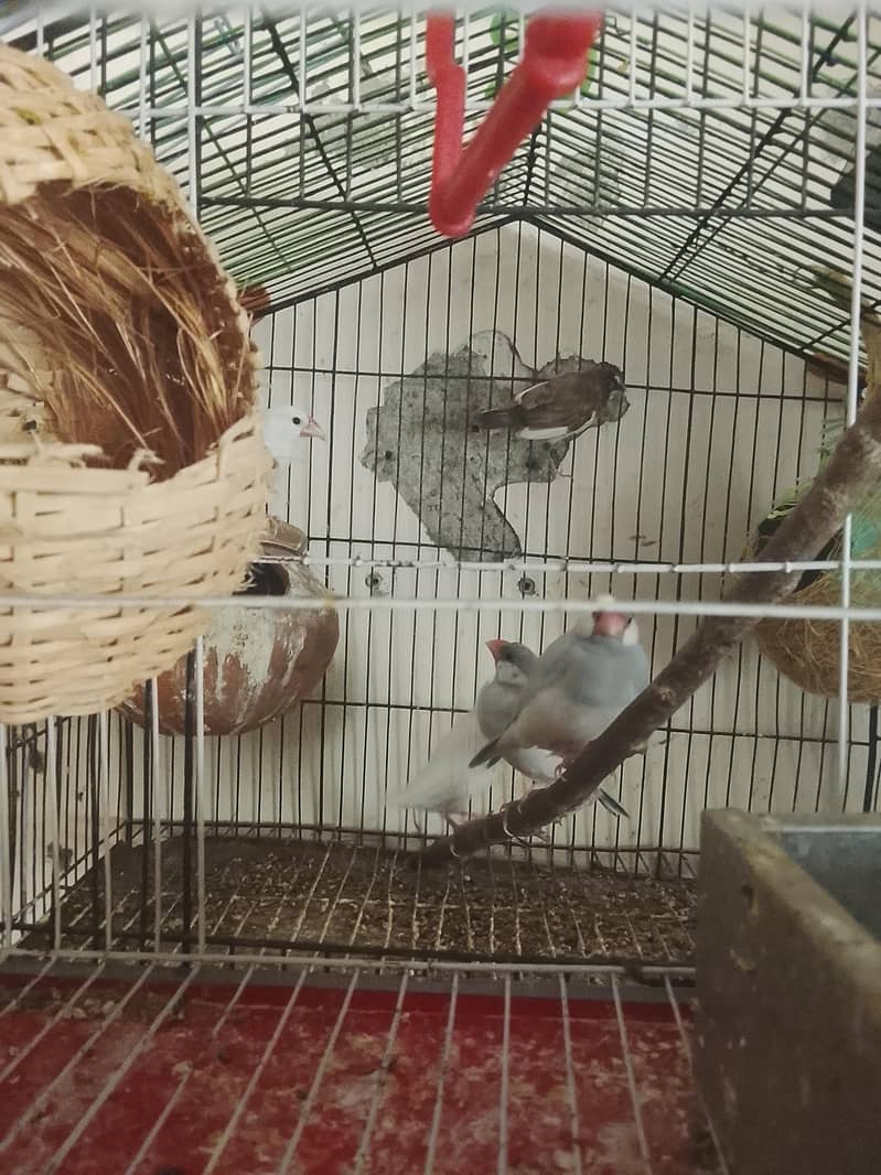 finches 0