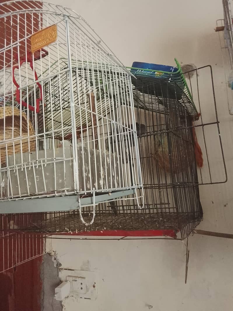 finches 1