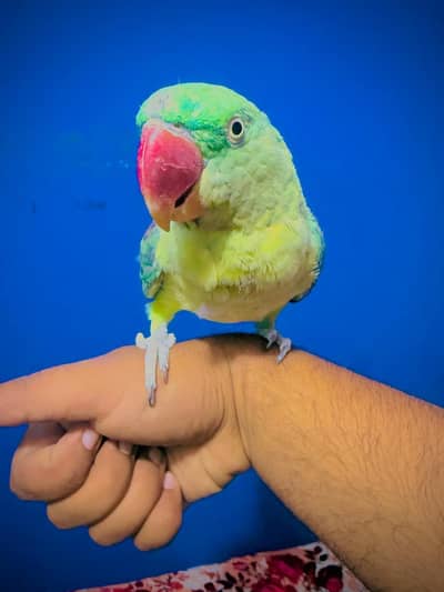 Healthy Talking Parrot for Sale