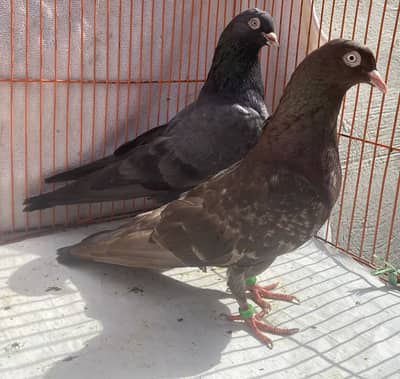 Indin surkha bredr pair avil