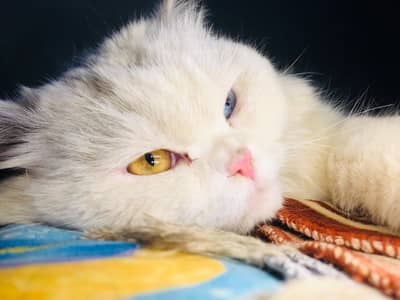 ode eyes