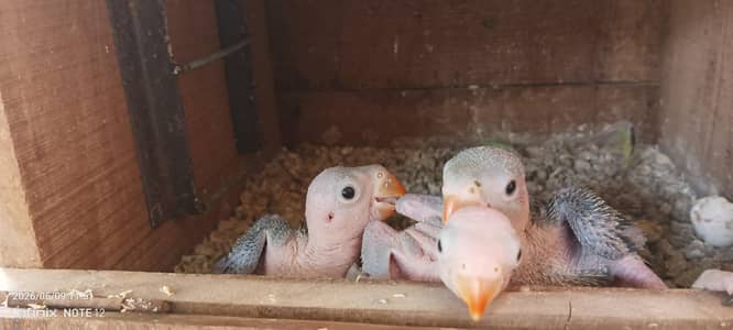 GREEN RINGNECK JUMBO SIZE CHICKS