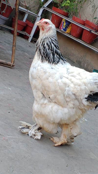 LIGHT COLOMBIAN BRAHMA FEMALE -SERIOUS BUYERS ONLY(03224492928)