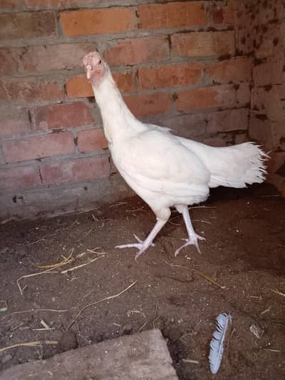 aseel heera murgi.           03431524826