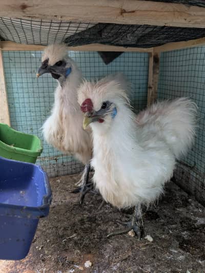 silkiehen& Mottled Bantom Hen