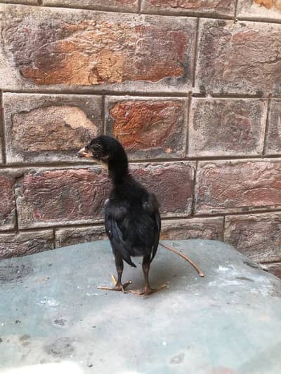pure Aseel chicks