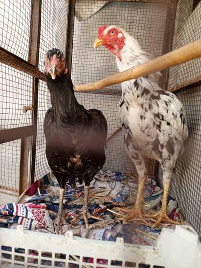 Pure Aseel Pair For Sale