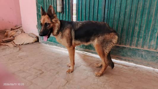 German shepherd Vaccinated 17 month