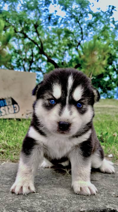 Siberian Husky Puppies or single available for sale, imported Parent,