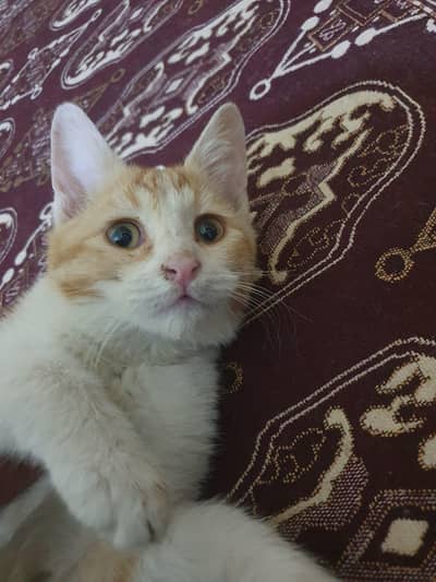 Cute & Healthy Pet Cat/kitten  Available