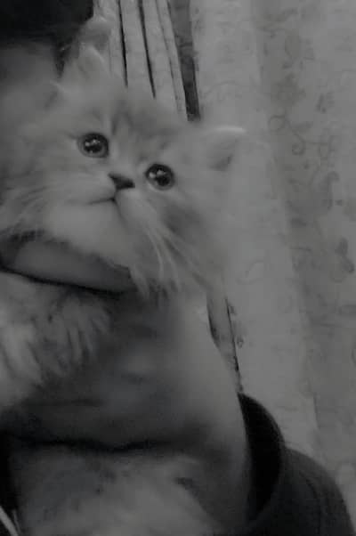 Cute kitten