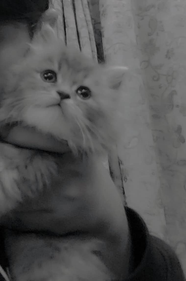 Cute kitten 0