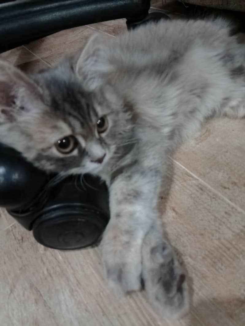 Cute kitten 1