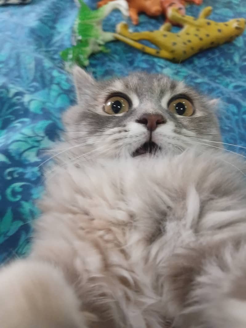 Cute kitten 2