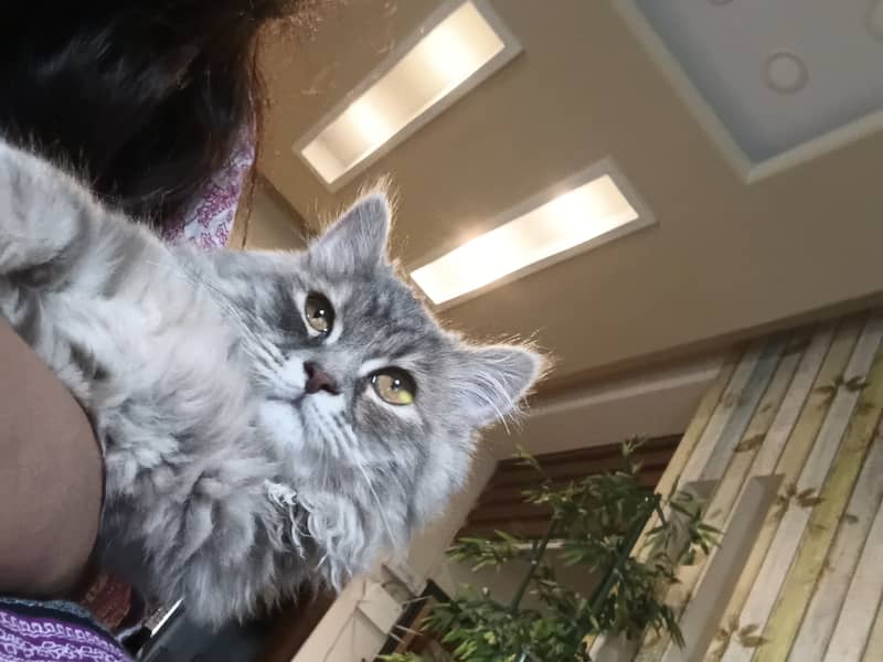 Cute kitten 3