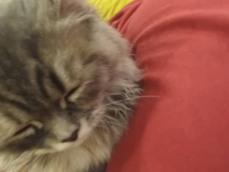 Cute kitten 4