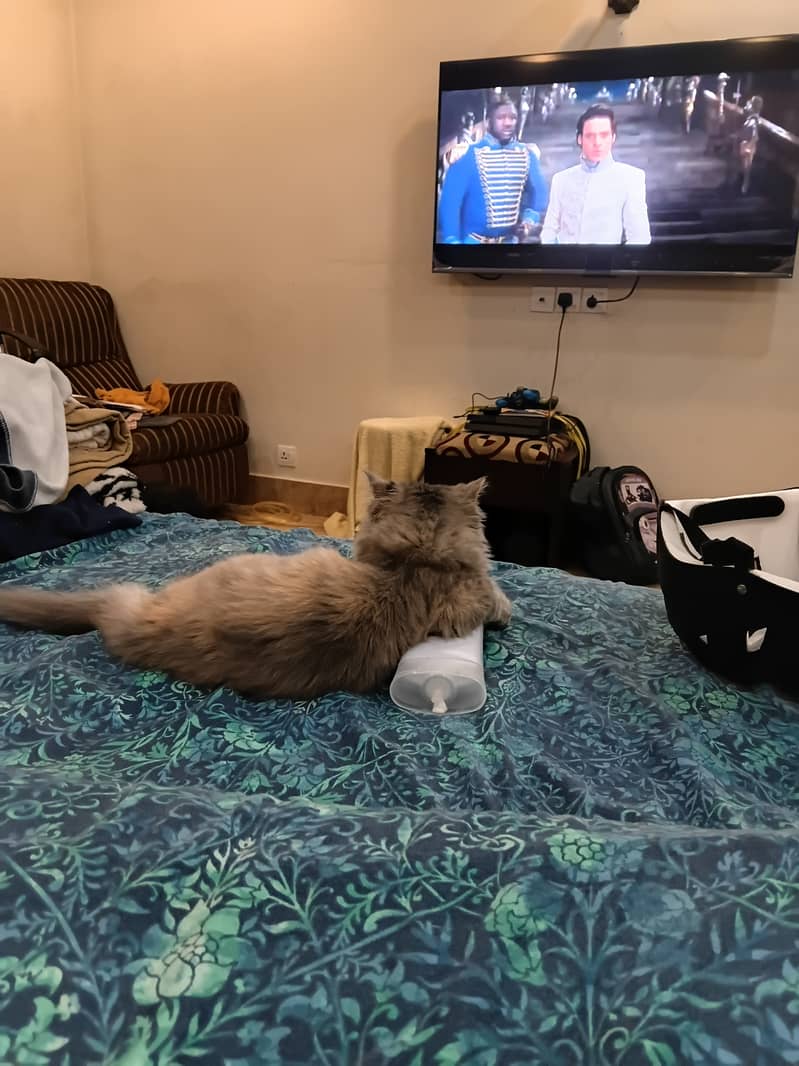 Cute kitten 5
