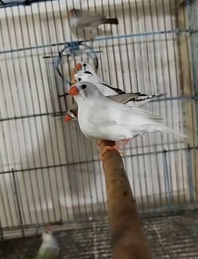 finches breeder 6 pair available