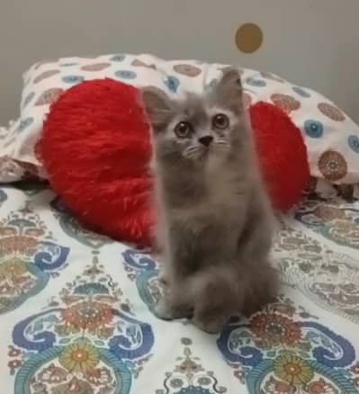 Looking for a new home