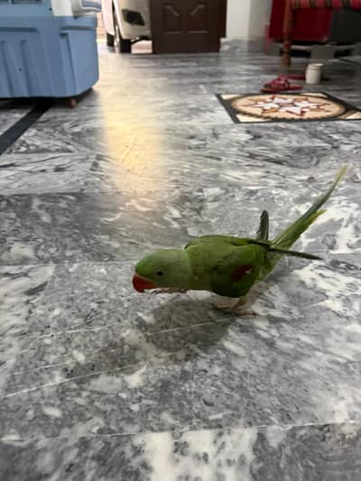 raw parrot for sale