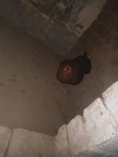 DESI MURGIYAN 2 ANDEY WALI  CONTACT 03226197767