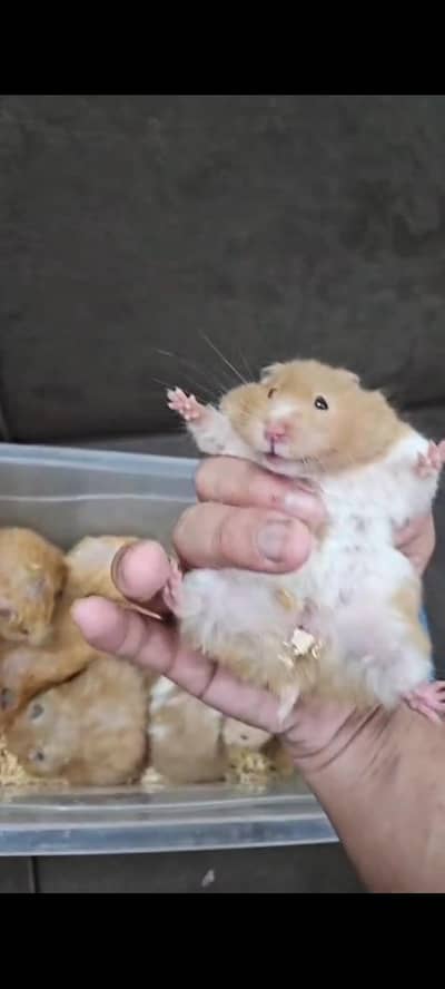 Hamster breeder pair