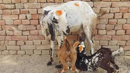 2 Bacchon ka sath Desi Bakri For Sale _03288110750