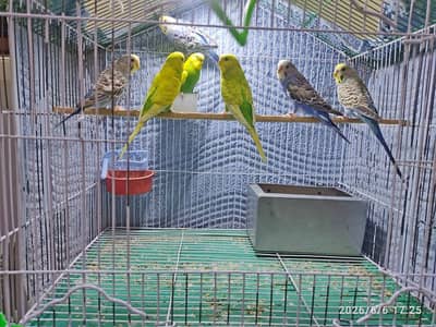 Australian Parrots (Budgies) for Sale.
