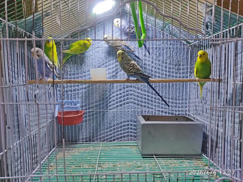 Australian Parrots (Budgies) for Sale. — photo 2