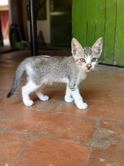 Beautiful Gray Tabby Kitten  For Sale