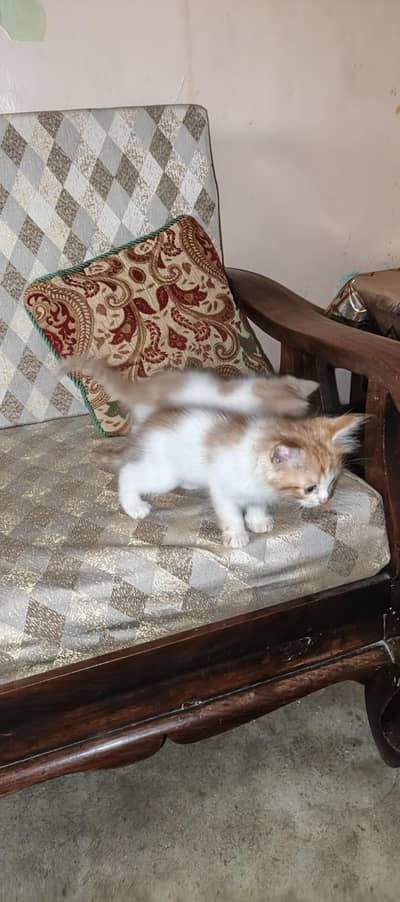 Healthy & Playful Kittens for Sale
