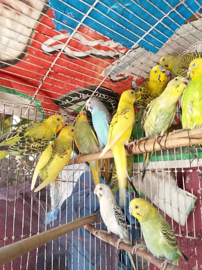 Australian (budgies) parrots for sale