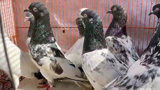 Tedy golden mix 16 kabutr for sale