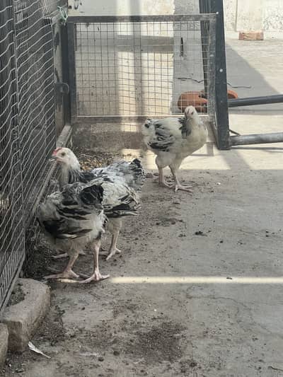 American Lite Susex heritage & Aseel-Desi-Heera breeders up for sale