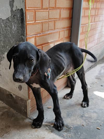 pointer dog for sale