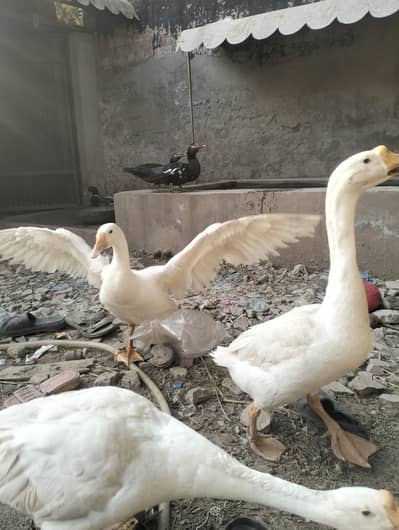 Breeder Goose Ducks/Raj hans pairs