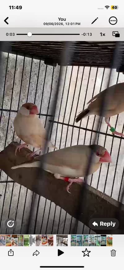 Fawn java breeder pair