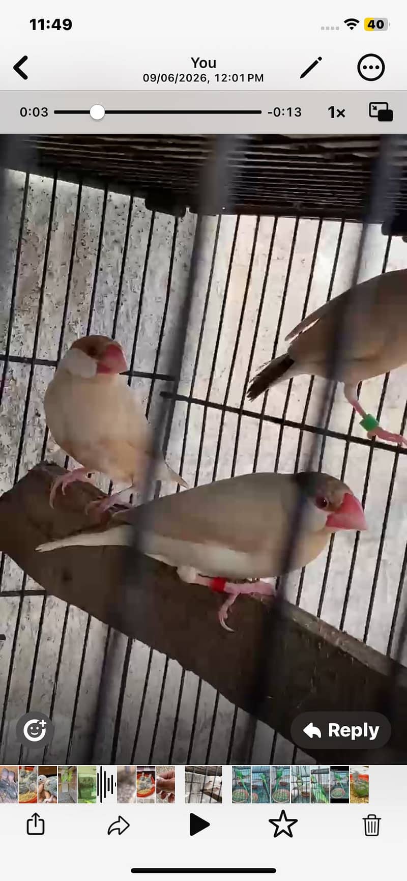 Fawn java breeder pair 0
