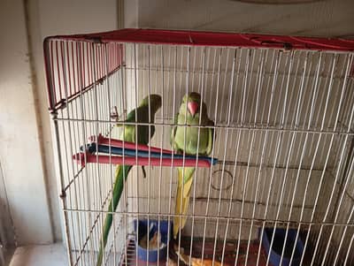 Green parrot pair