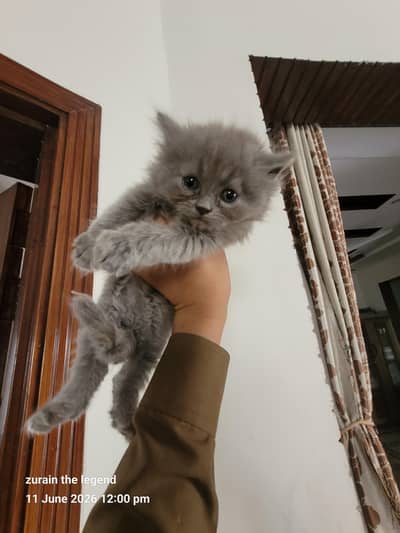 Male kitten Persian triple coat available for sale.