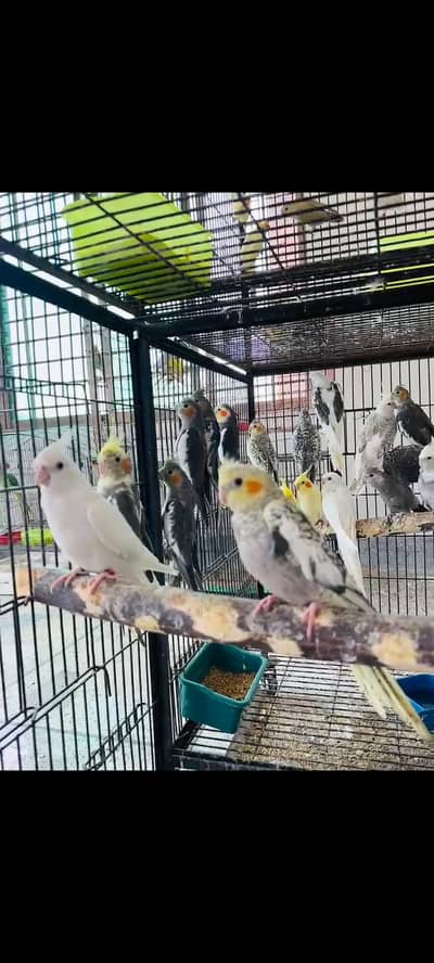 Cocktaile chicks,conure and raw breeder pair available