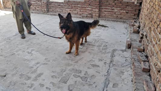 gsd double cote male age 2 year