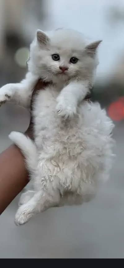 Male Persian kitten