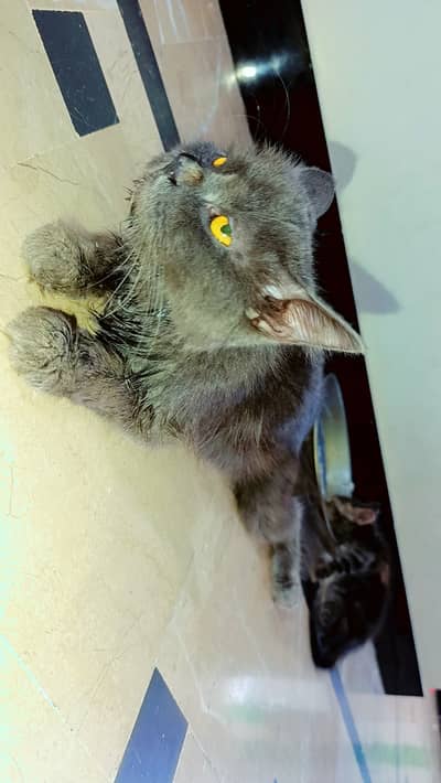 Parsian cat